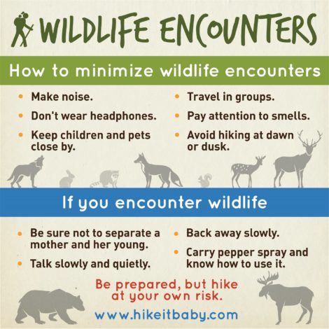 How to Avoid Dangerous Wildlife While Traveling: Simple Safety Tips!