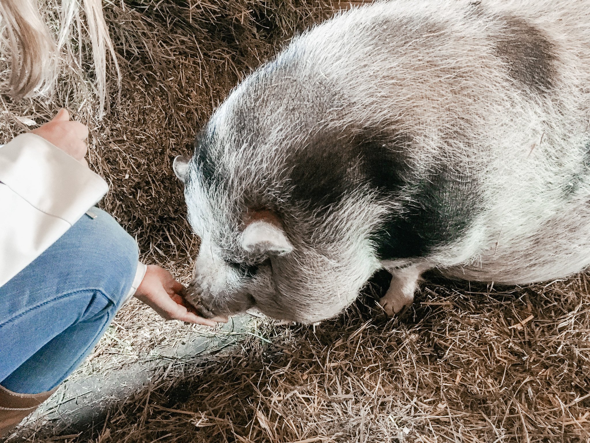 Supporting ethical wildlife sanctuaries(Easy ways to help)