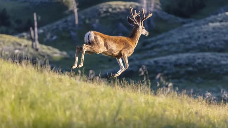 White-Tailed Deer & Thick Foliage: Best Places to Find Deer on Paths.