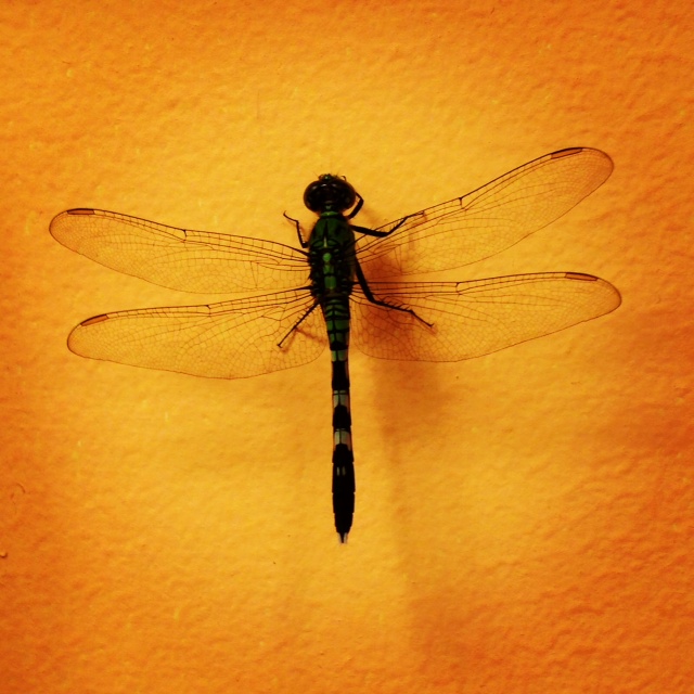 What does a dragonfly symbolize? Simple explanation for everyone.