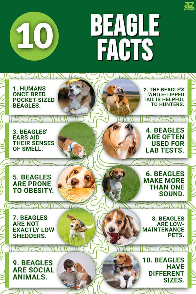 Do you know when were bagel dogs invented? Explore the timeline and fun facts about them now.