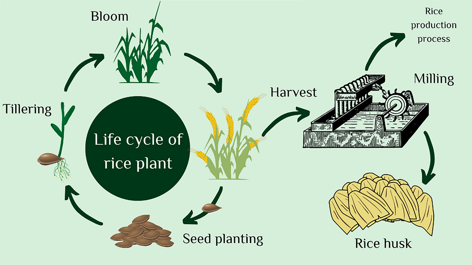 Rice Husk Oil: Benefits and top uses (A Complete Guide)