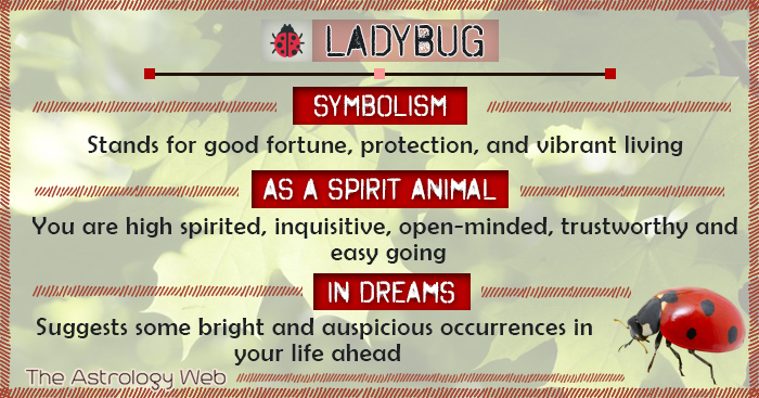 Ladybug Spiritual Symbolism: Is Seeing a Ladybug a Sign of Good Things?