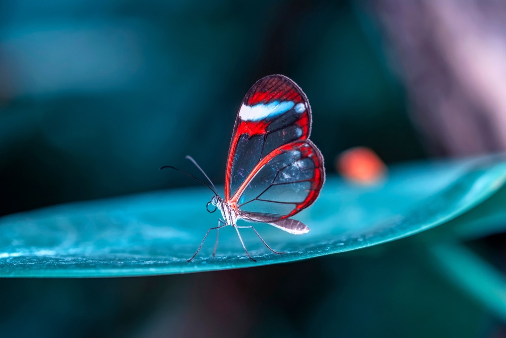 Close Up Photo Shoot Photography: Tips & Tricks for Stunning Detail Shots!