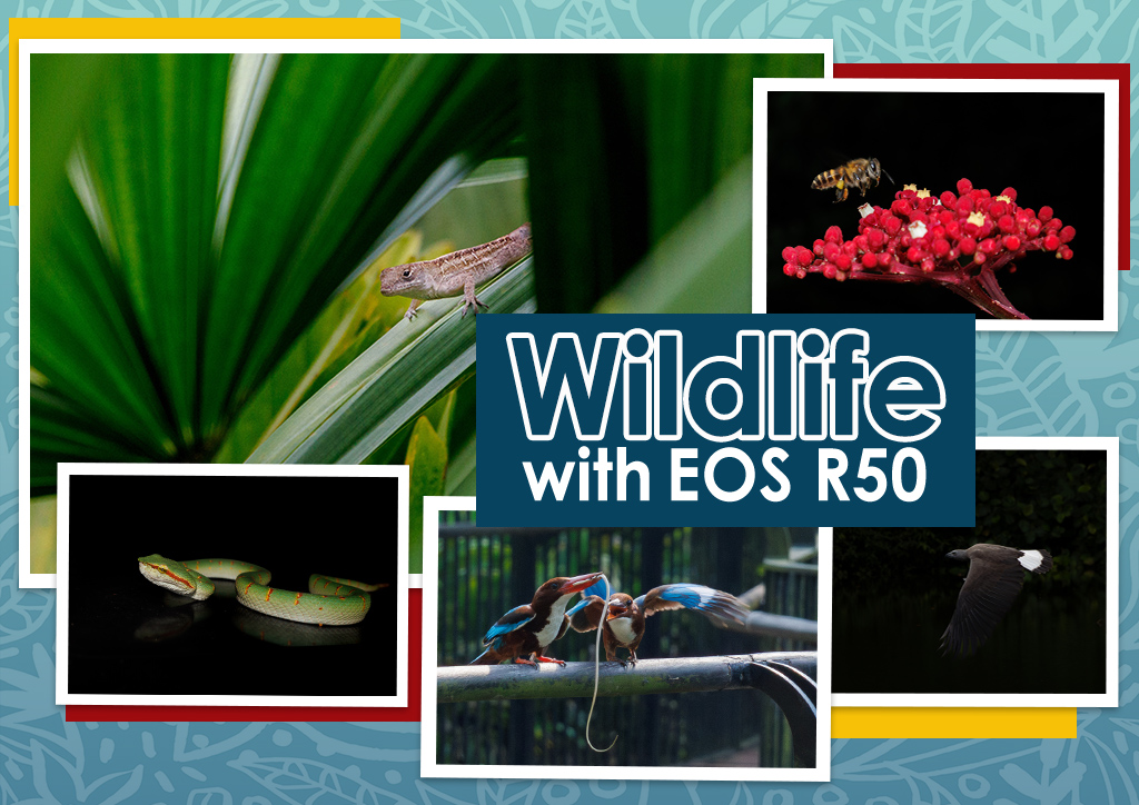 Need a great lightroom canon r50 wildlife profile? Use these easy pro settings now.