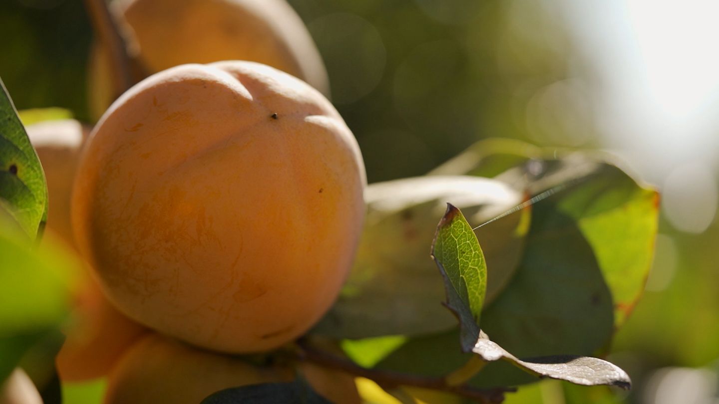 Where can you find the best Valencia fruits? Learn about their sunny origins and growing regions.