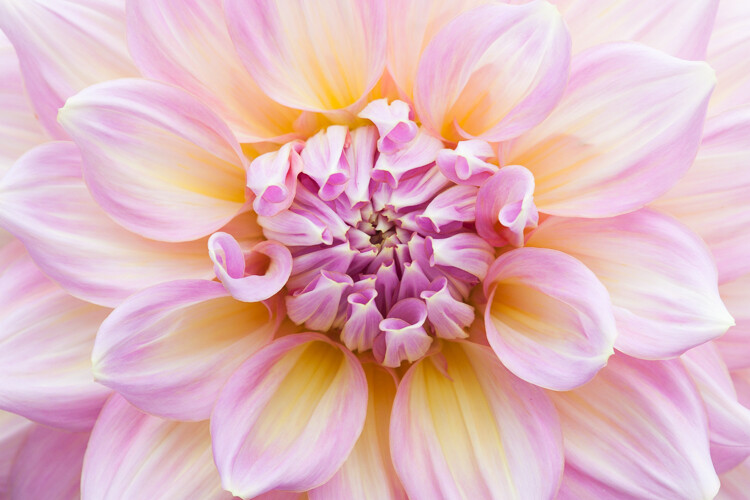 Best Camera Flower Settings: A Beginners Guide!