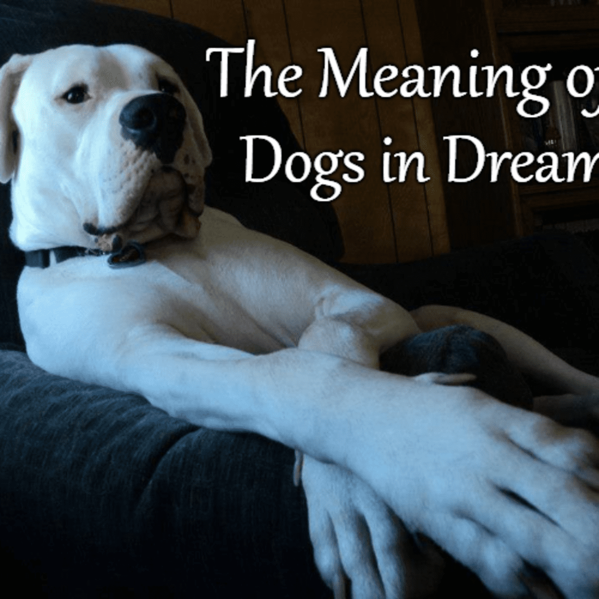 Dream Symbols Dog: Top 5 Meanings When Dreaming About Dogs!