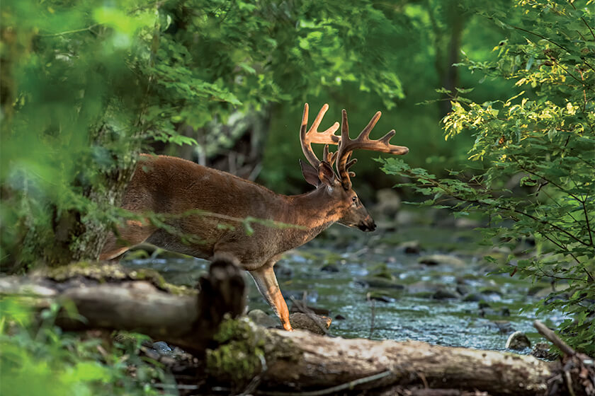 White-Tailed Deer & Thick Foliage: Best Places to Find Deer on Paths.
