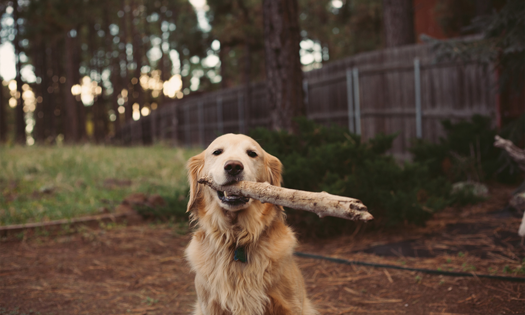 Understanding the Significance of Dogs in Dreams: A Beginners Guide