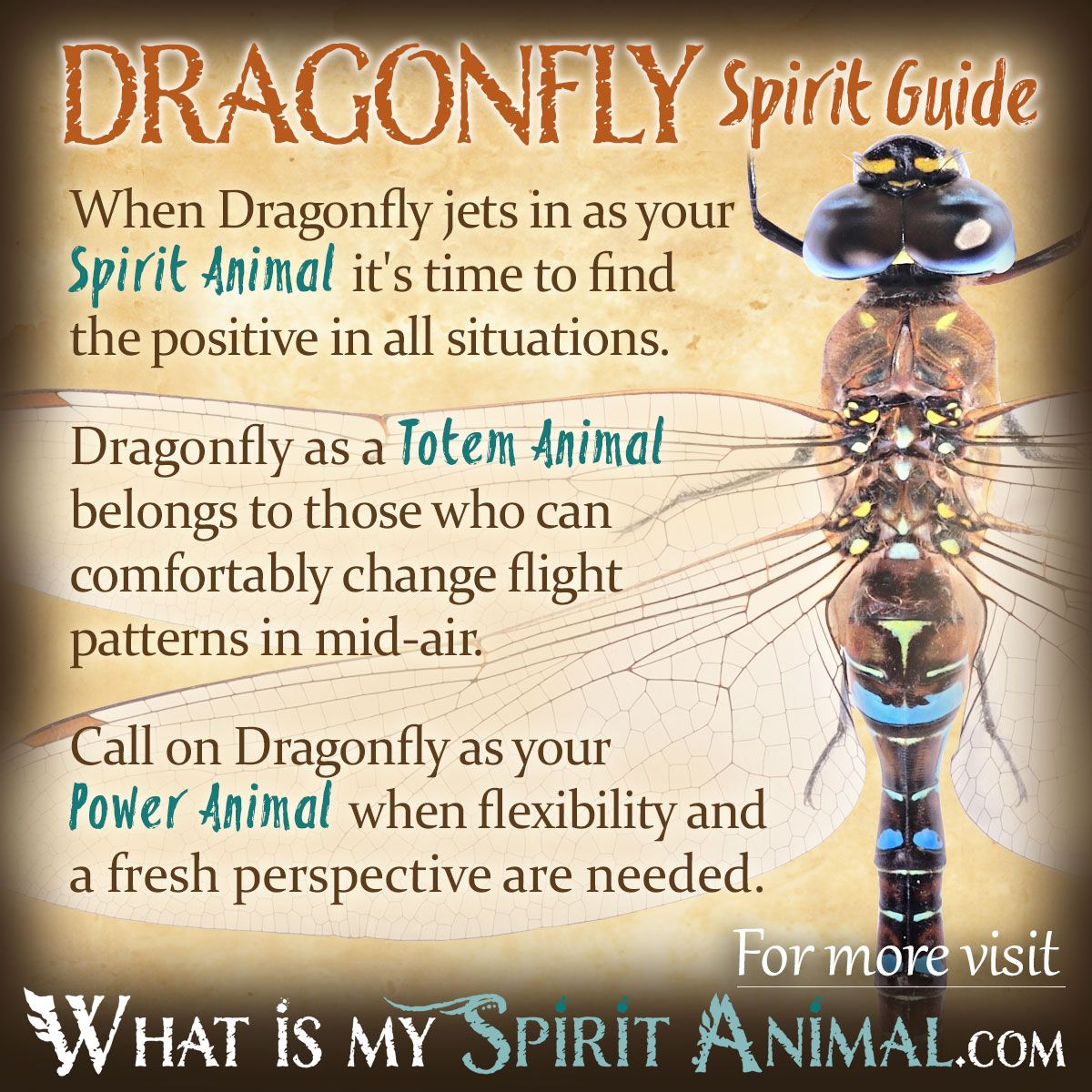Dragonfly Spiritual Meaning: Simple Guide & Symbolism (What Does It Mean?)