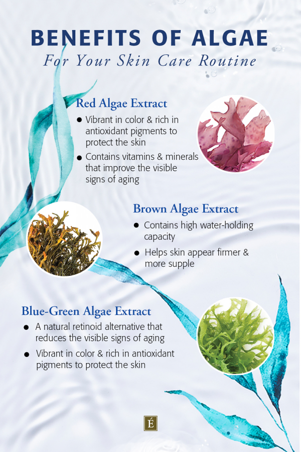 Learn what types of algae helps with getting rid of wrinkles effectively: Simple guide to natures best skin smoothers.