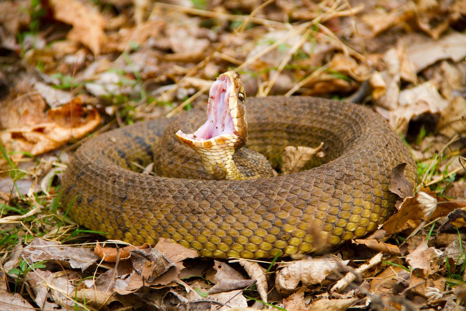 Dead Water Moccasin Facts: Bites, Habitat, & More