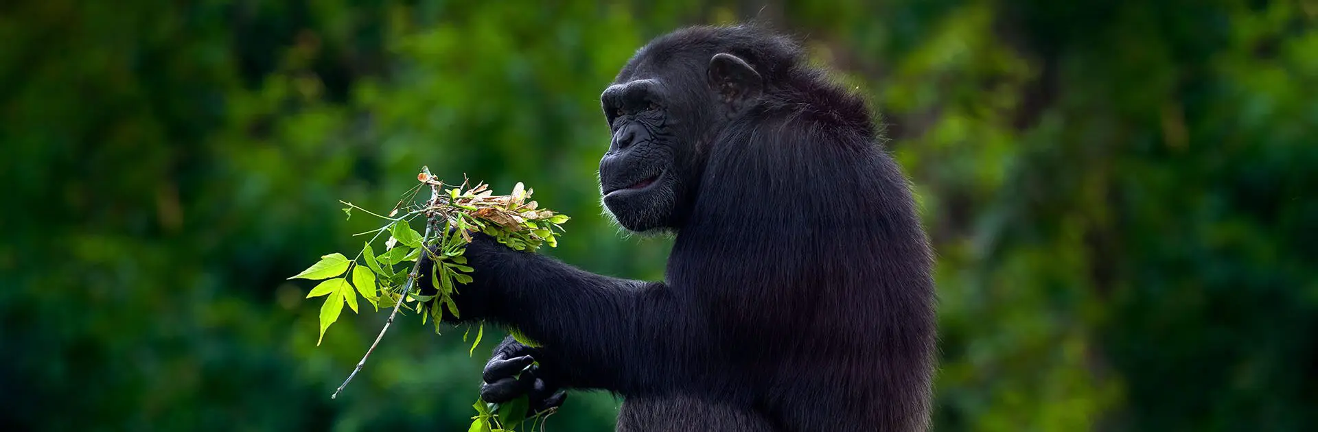 When is the ideal time to book Uganda holidays? Find out the best seasons for your travel plans.