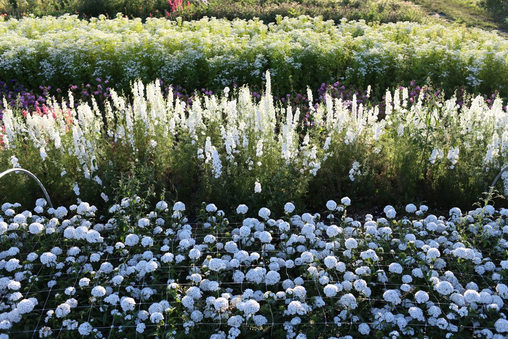 Confused about flower depth for different plants? This easy guide helps you plant perfectly every single time.