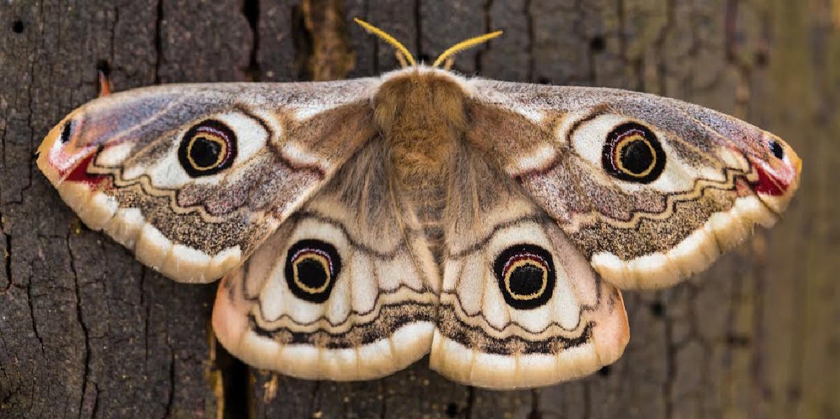 What is the Spiritual Meaning of Moths? Find Out Now