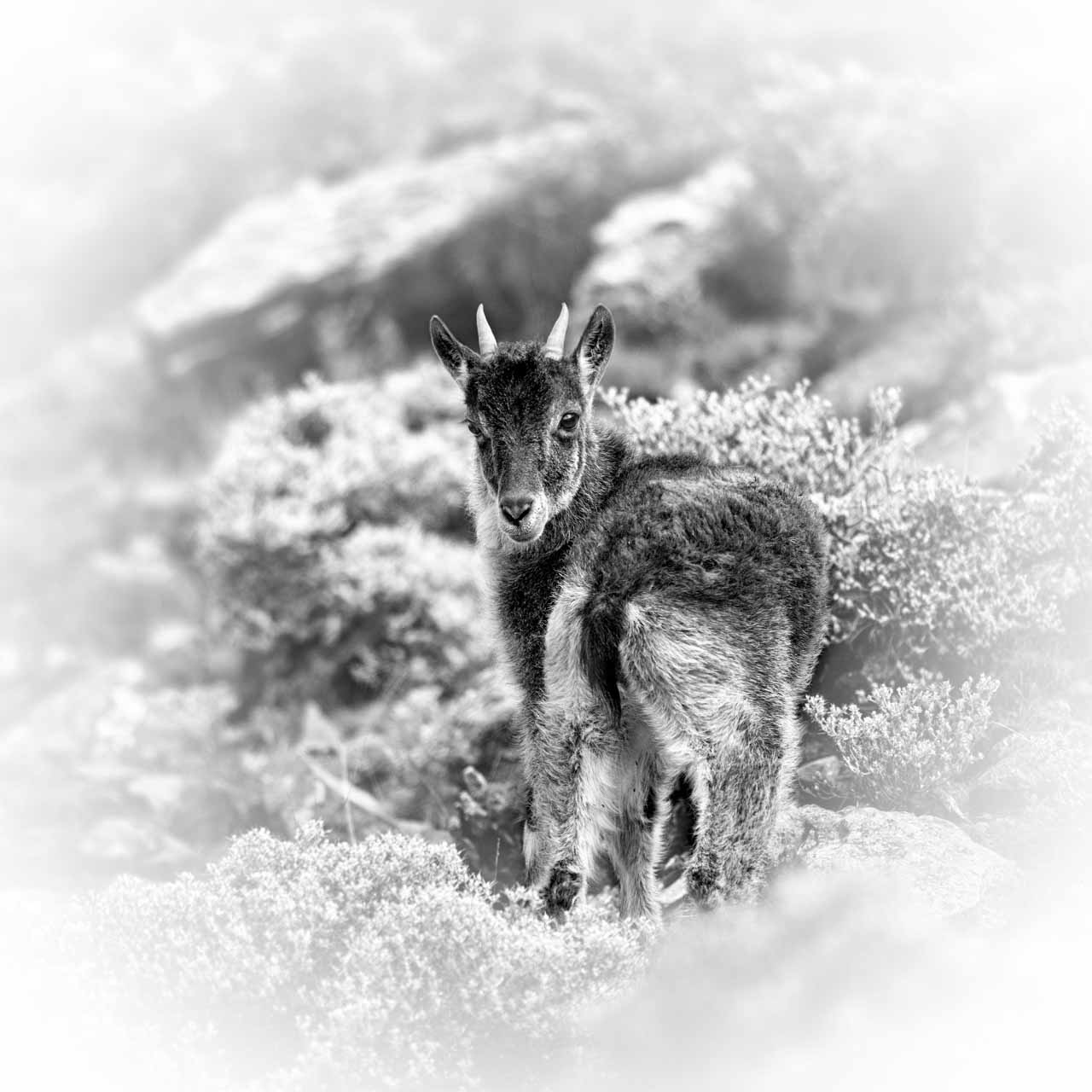 Want amazing black and white photos of animals? Browse this collection of wildlife wonders.