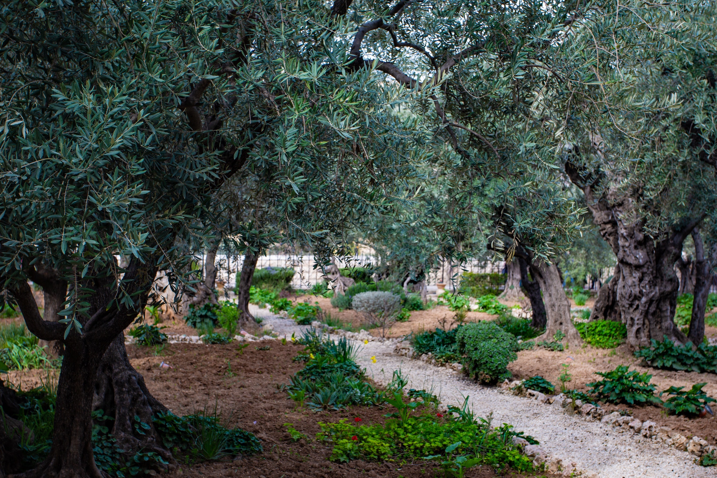 What really happened in the Garden of Gethsemane? A simple explanation of this important Bible story.
