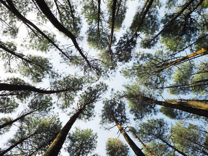 Worms Eye View Photography: How to Capture Stunning Photos