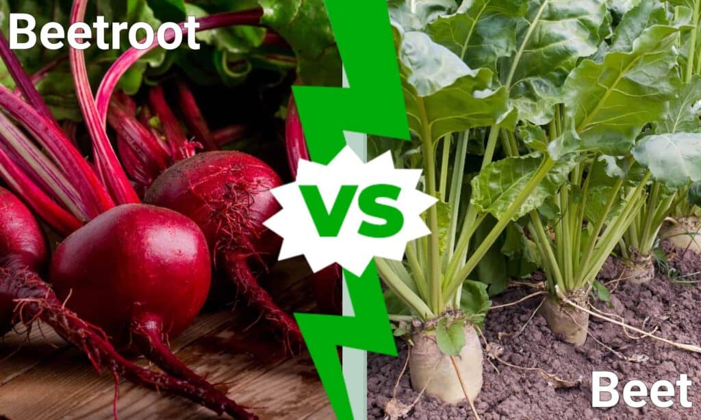 Betabeles vs beets: What is the real difference?