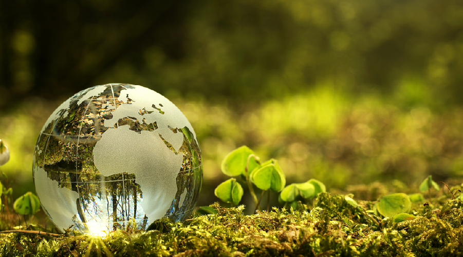 Why are nature conservation initiatives so important? See how they make a real difference for Earth.