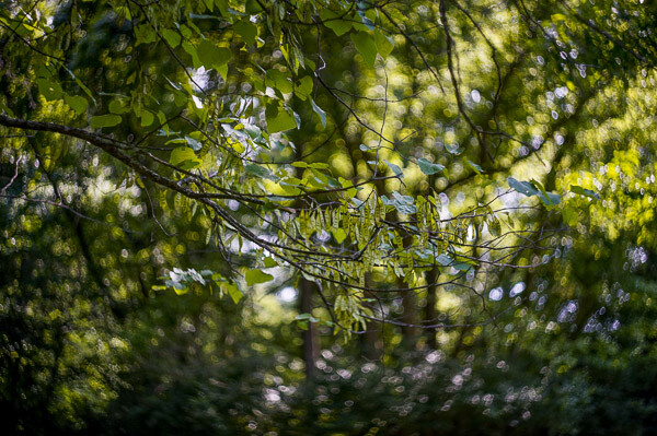 Why does the Helios lens create washing machine bokeh? Explore the special lens design behind the swirl effect.