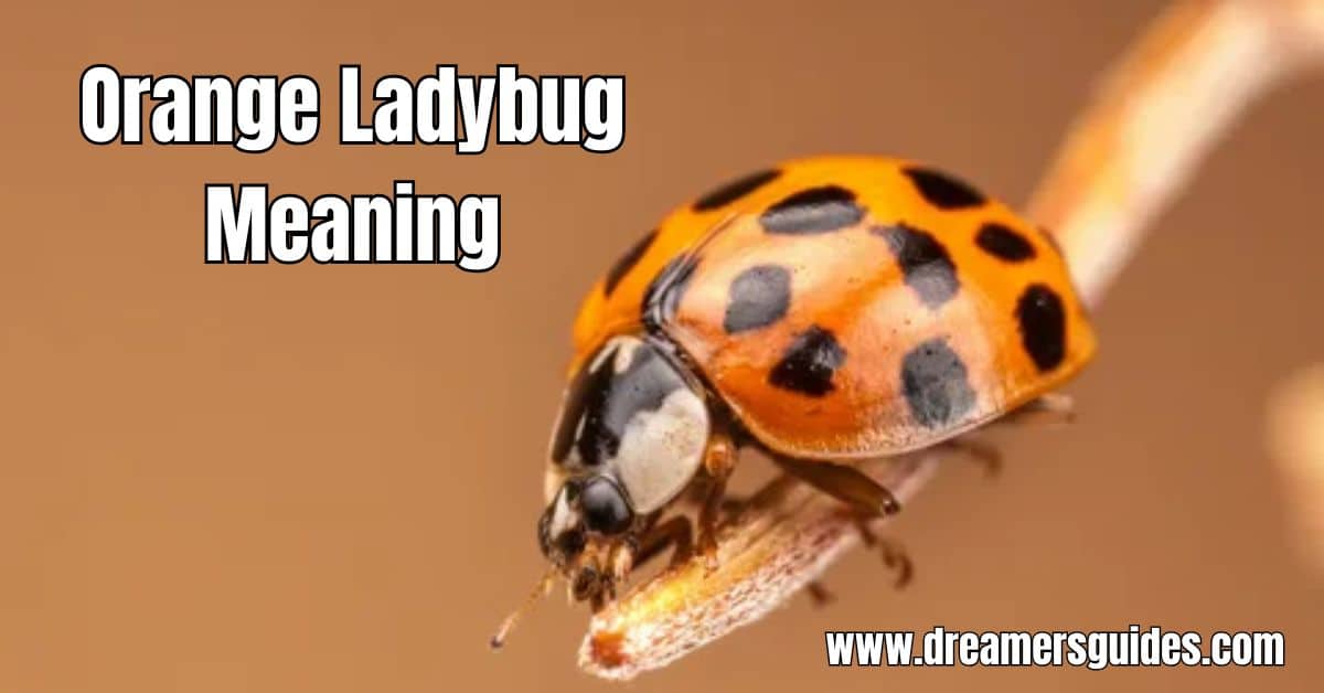 Understanding the orange ladybug meaning: Does it bring good luck or have a different spiritual significance?