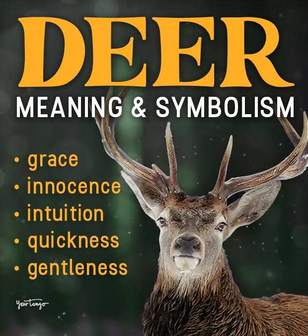 Seeing the deer spirit animal frequently? Discover the powerful symbolism and messages it holds for you.