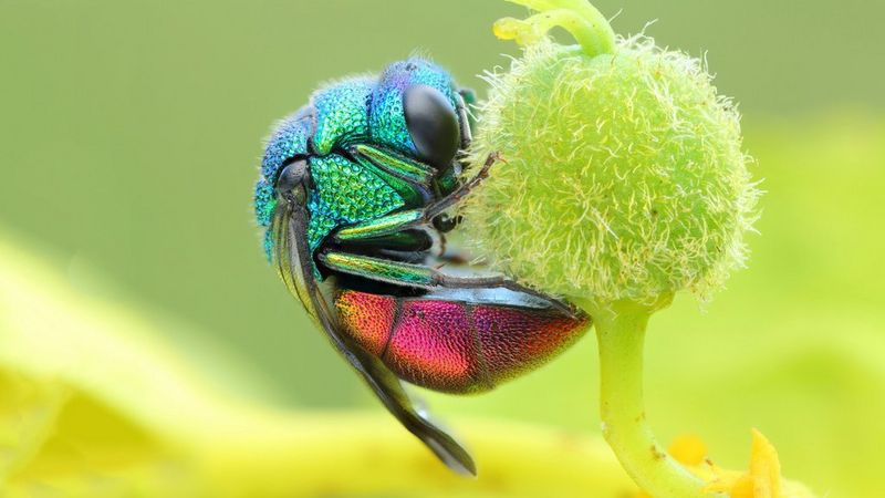 Curious about clever lens combinations for macro photography? Get stunning detail easily with these simple tricks.