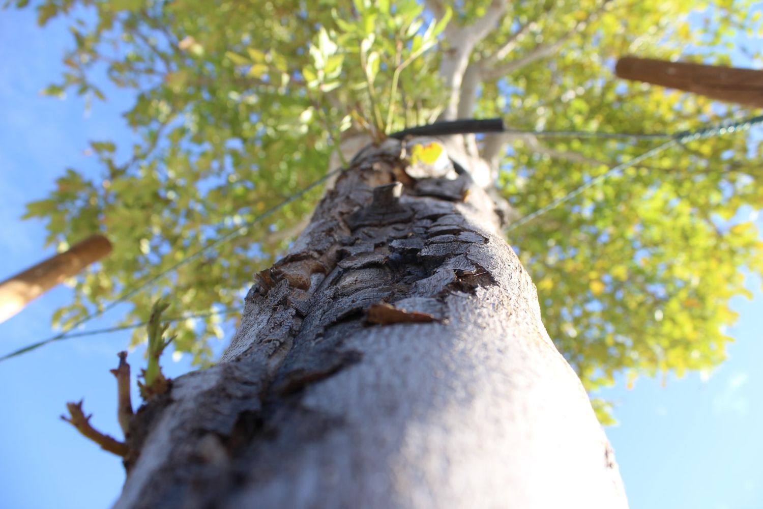 Worms Eye View Photography: How to Capture Stunning Photos