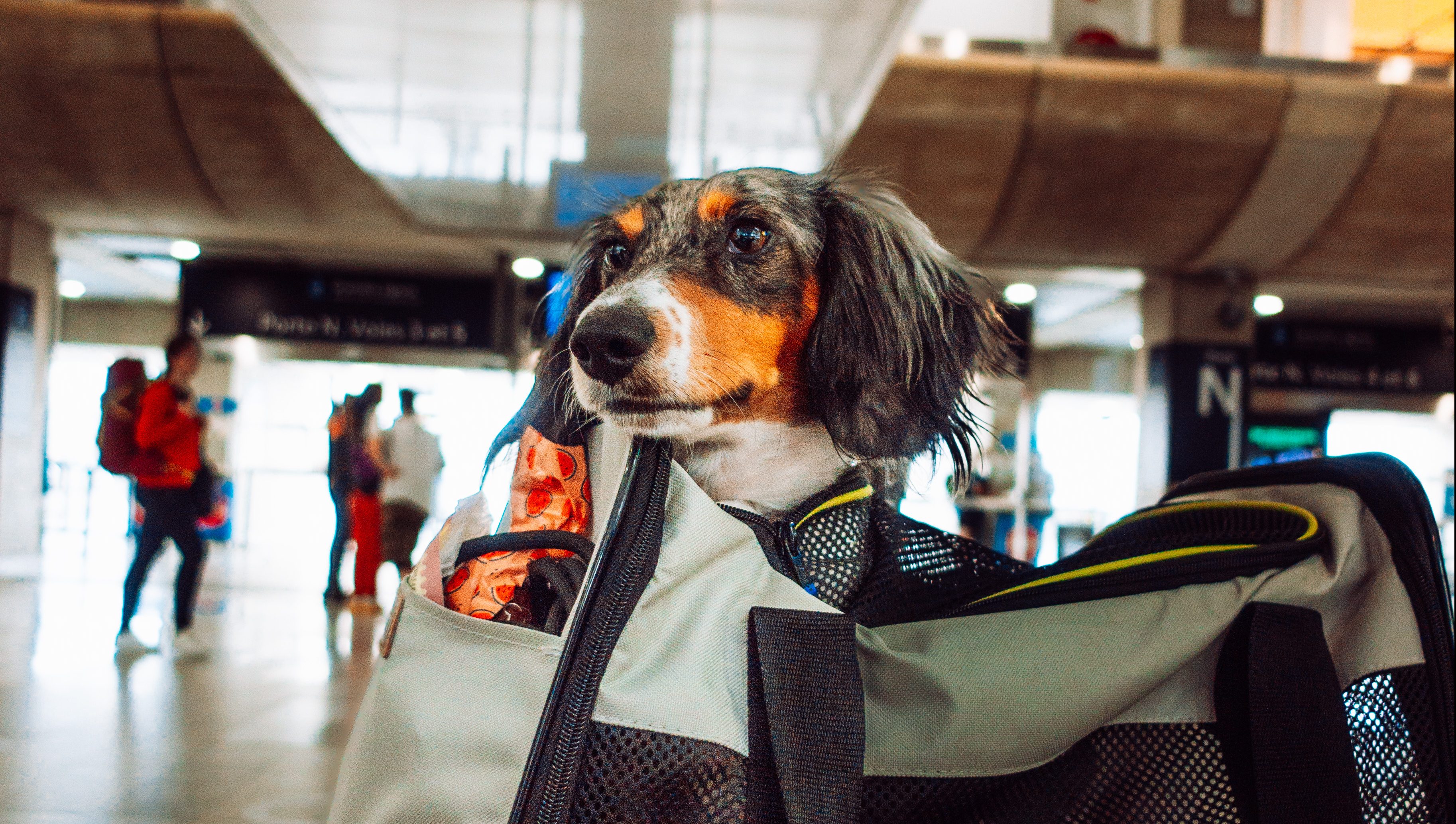 Need the Best hotel booking tools for booking pet-friendly stays? Check Out These Top Options for Easy Travel.