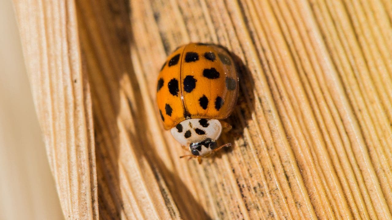 Understanding the orange ladybug meaning: Does it bring good luck or have a different spiritual significance?