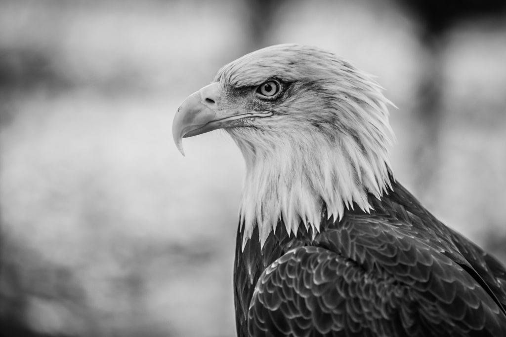 Want amazing black and white photos of animals? Browse this collection of wildlife wonders.
