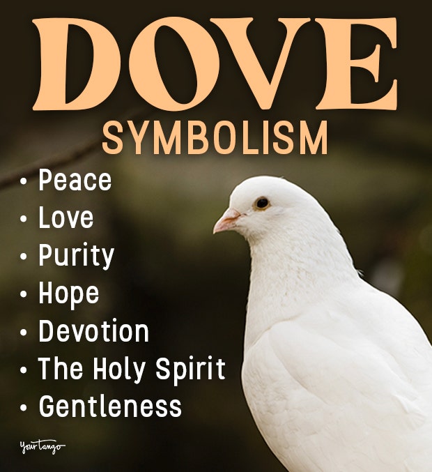The Dove: A Spiritual Meaning of Hope