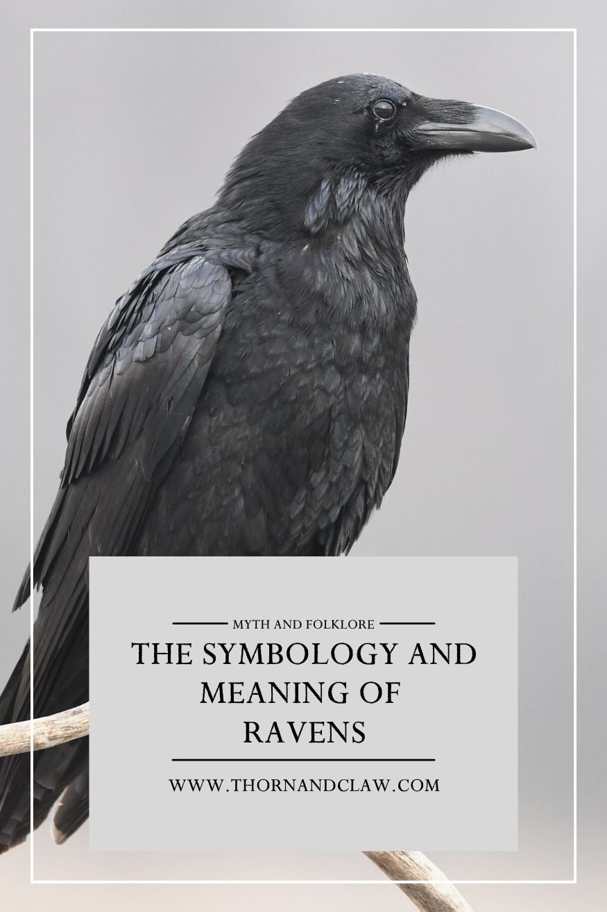 Decoding Raven Meaning: Symbolism Across Cultures Explained