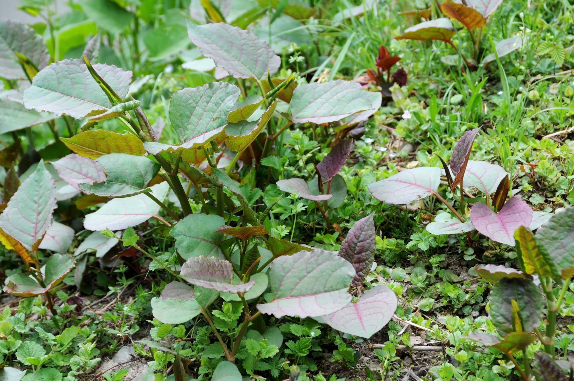 Knotted Weed: Identify, Treat, and Prevent It Now