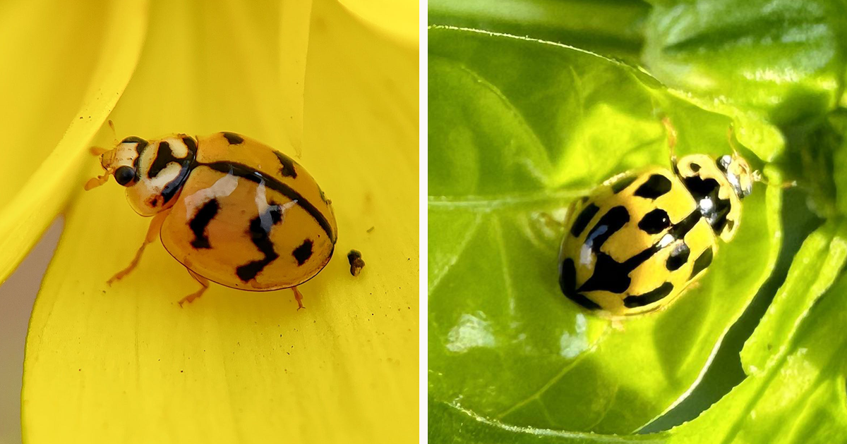 What exactly is a yellow lady bug? Learn the basic facts about this colorful insect now.