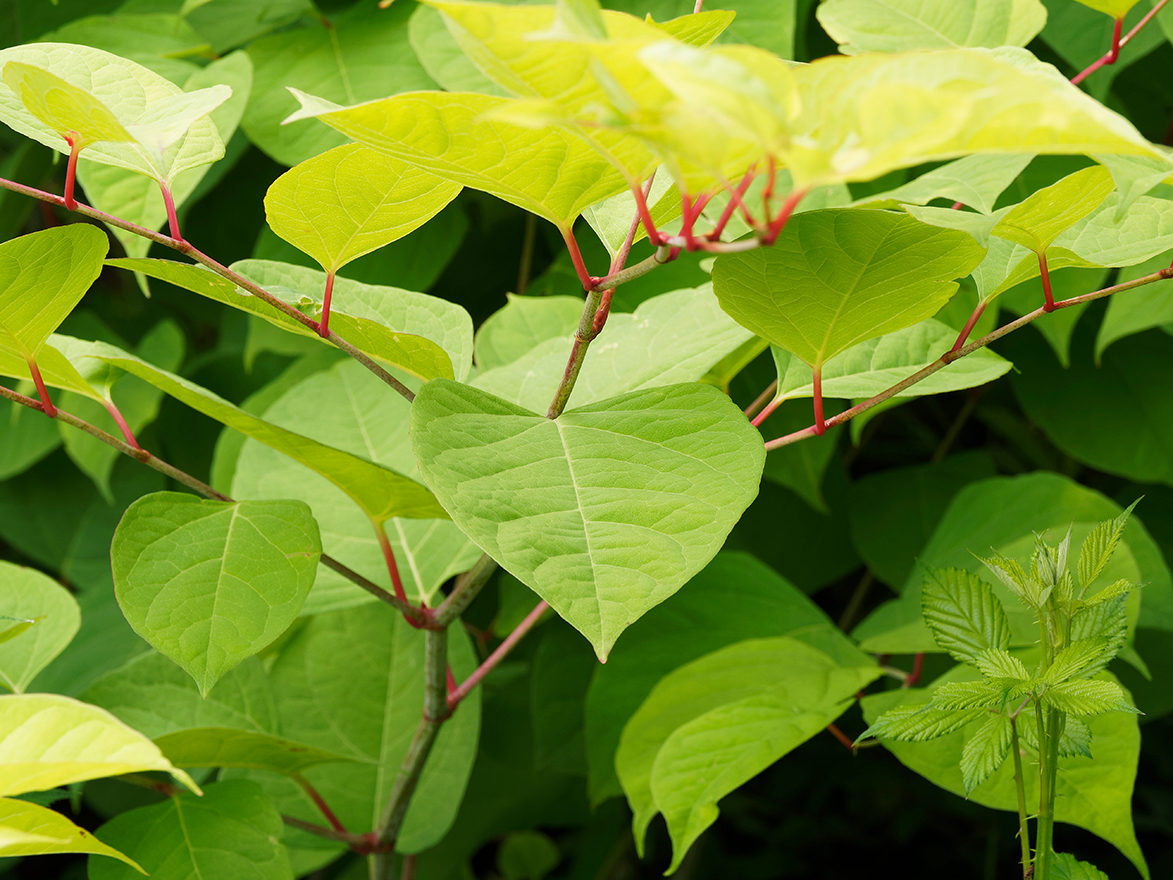 Knotted Weed: Identify, Treat, and Prevent It Now