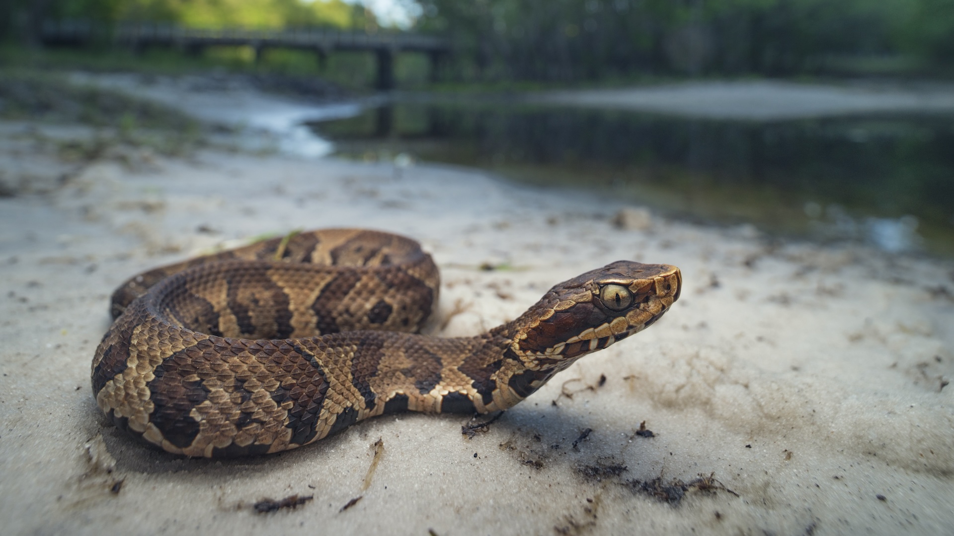 Dead Water Moccasin Facts: Bites, Habitat, & More