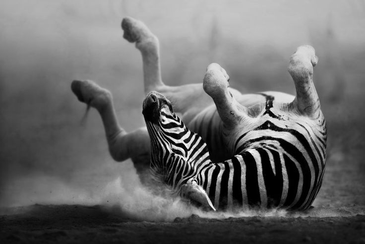 Want amazing black and white photos of animals? Browse this collection of wildlife wonders.