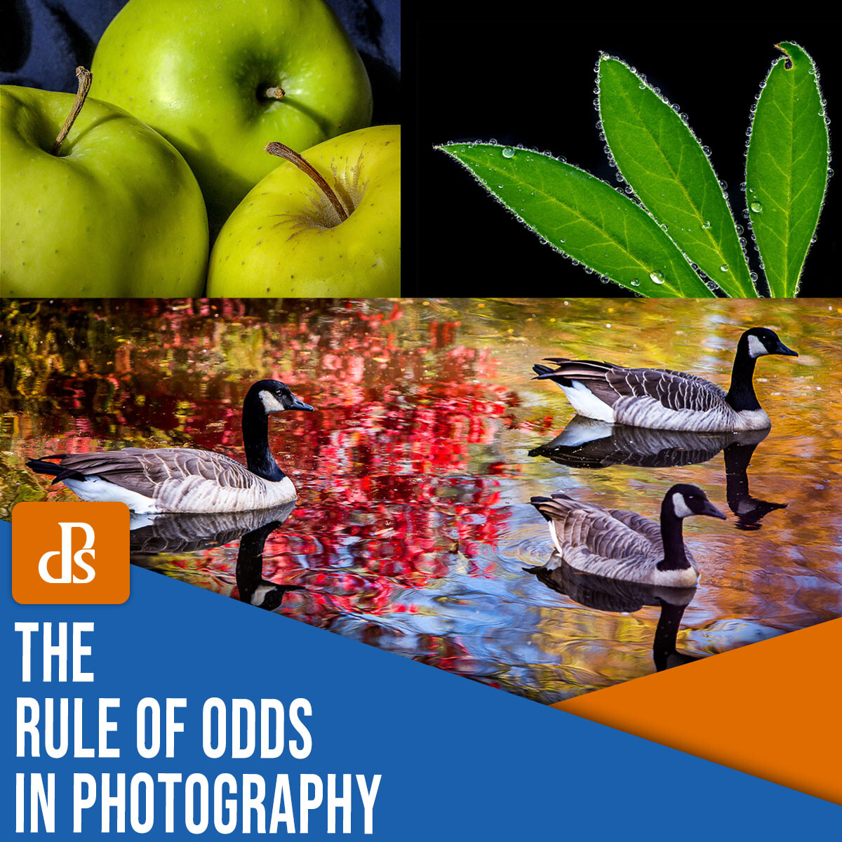 What is the photography rule of odds? Your quick guide to making pictures truly awesome!