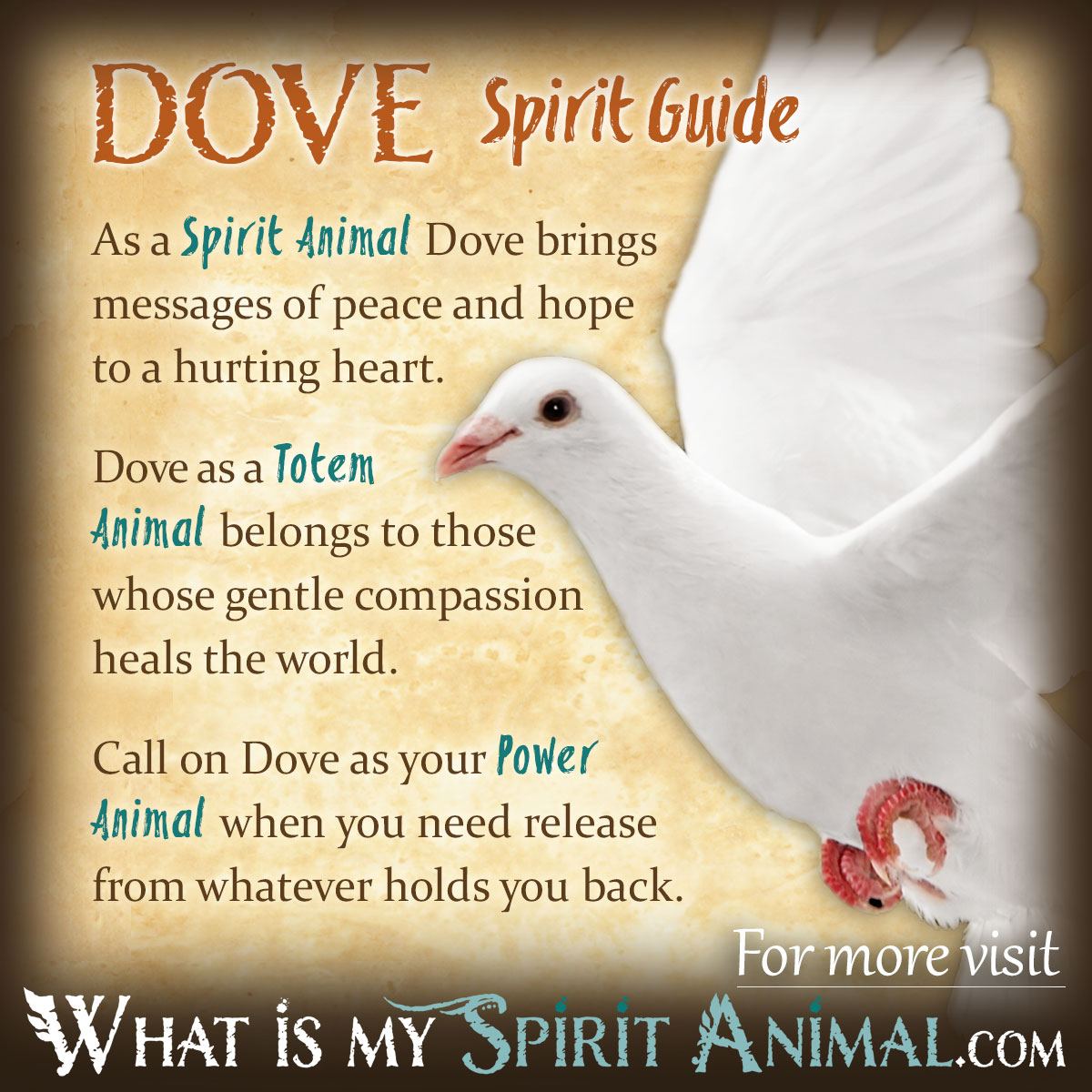 What is the spiritual meaning of a dove? Discover the simple truth about this truly peaceful bird.