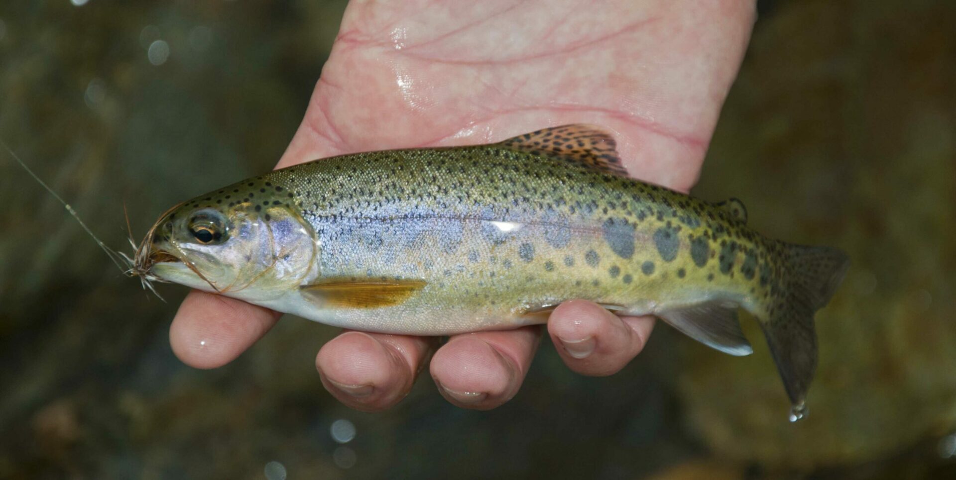What is trucha fish and where can you typically find this popular freshwater trucha fish species?