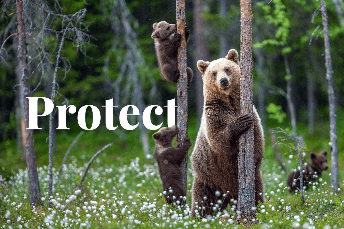 Wildlife habitat protection: Crucial efforts explained now!