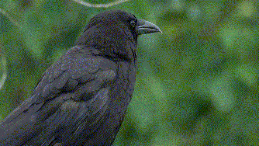 Exploring the raven spiritual meaning for guidance? These insights reveal its ancient, powerful messages!