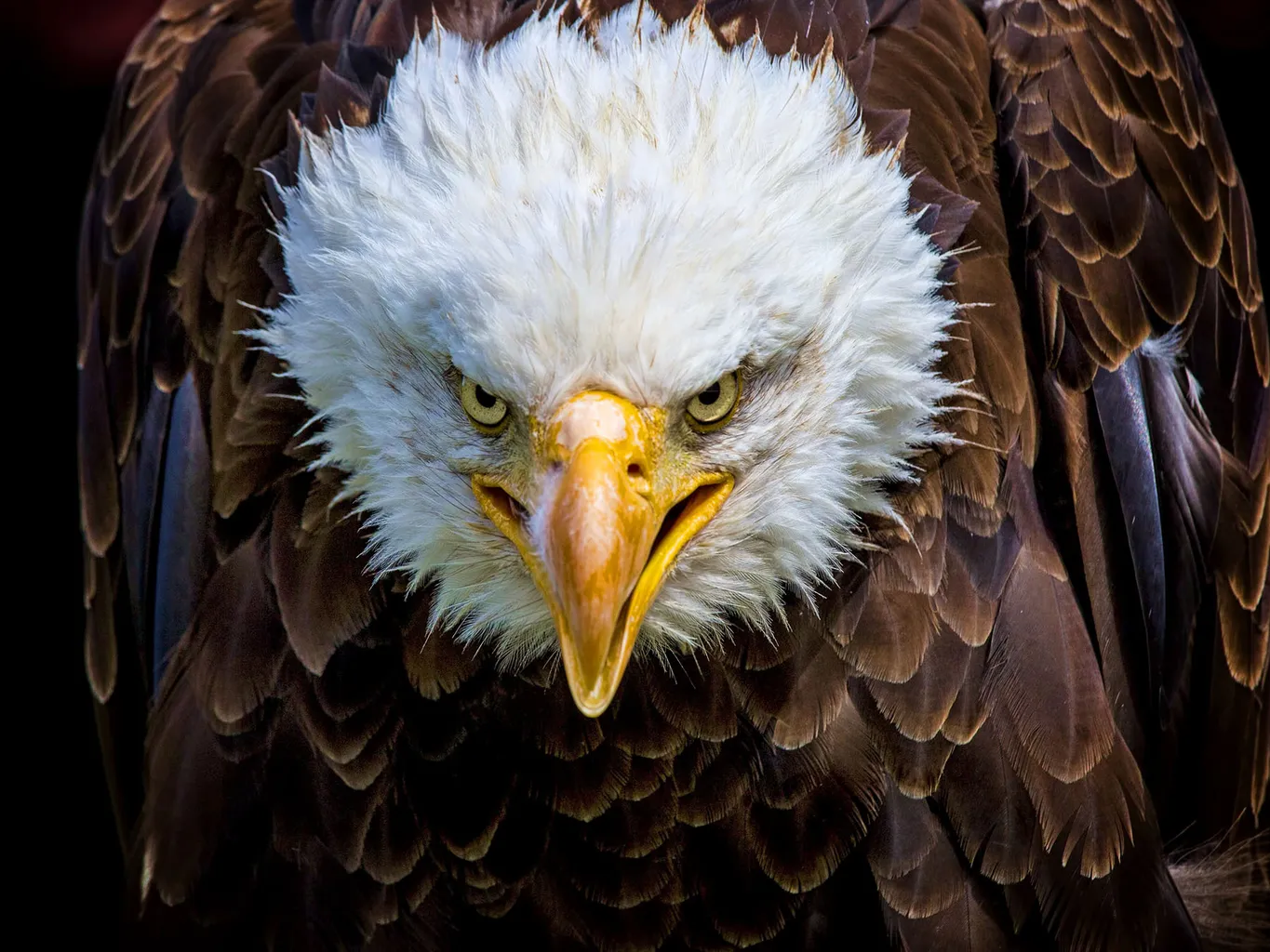 Bald eagle attacks human: What do you need to know? Get these important facts for your awareness!