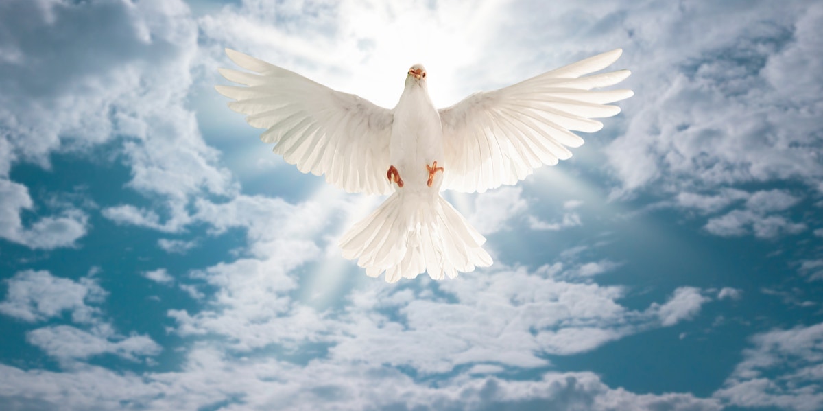 What is the spiritual meaning of a dove? Discover the simple truth about this truly peaceful bird.