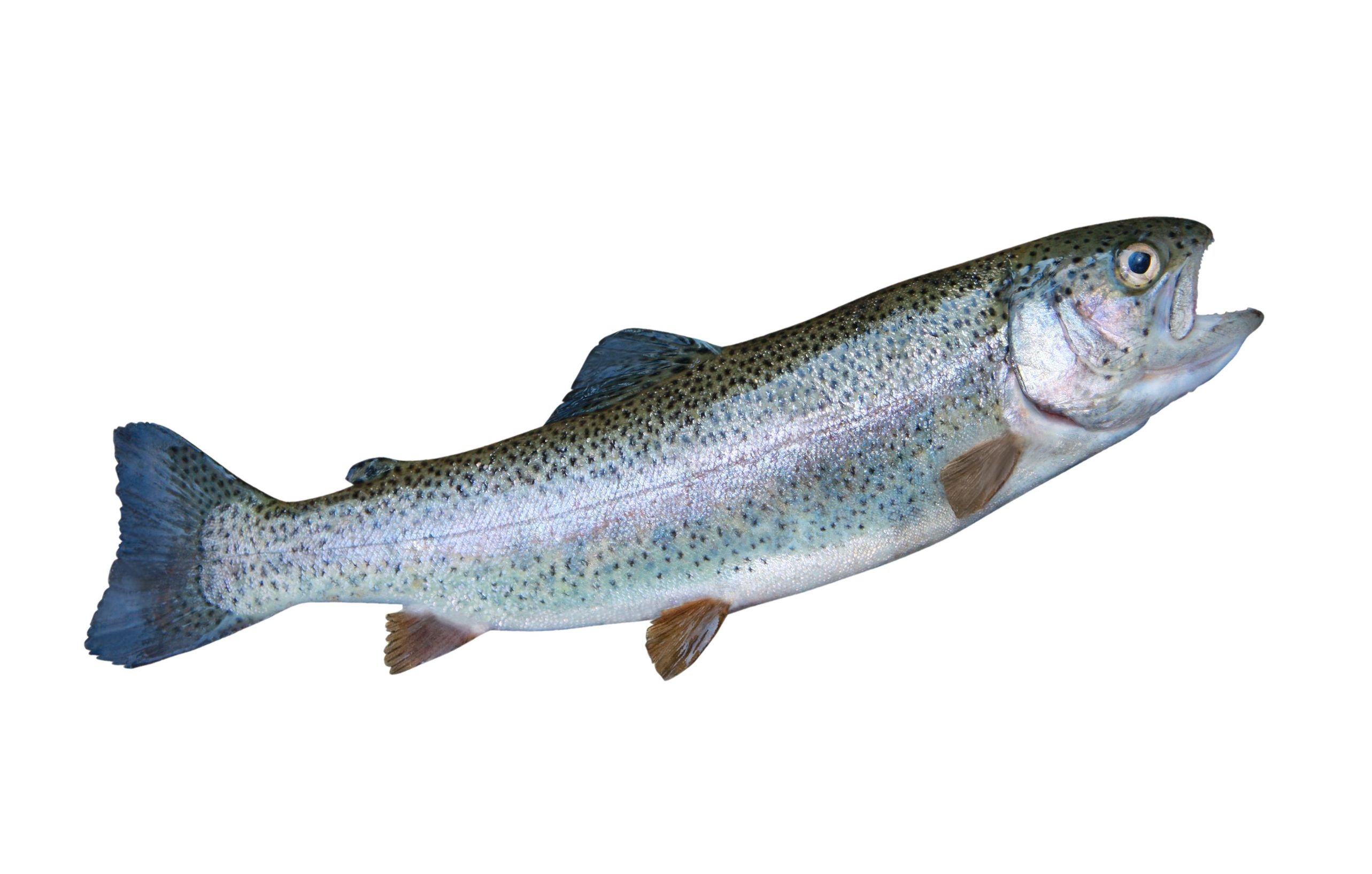 What is trucha fish and where can you typically find this popular freshwater trucha fish species?
