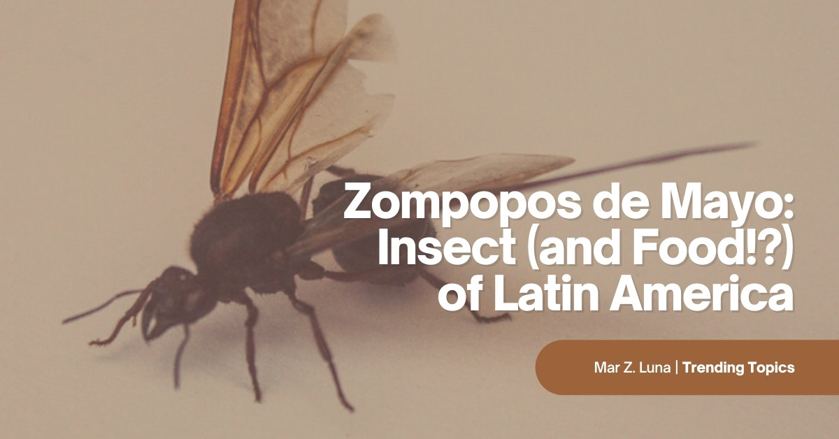 Why are Zompopo de Mayo so popular? Learn about this unique May insect food.