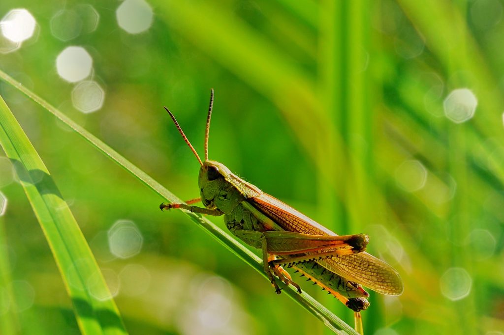 Seeing a grasshopper meaning a change is coming? Understand how this insect signifies transformation.